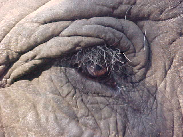 Elephant eye : The eye of wisdom (Nepal, The Travel Addicts)