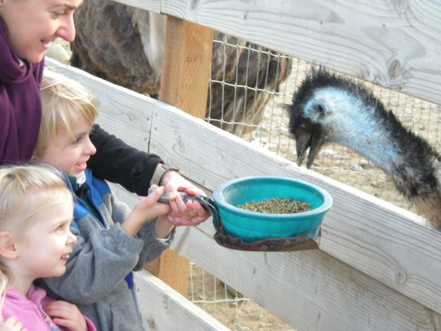 DSCN0038.jpg-Feeding the Emus