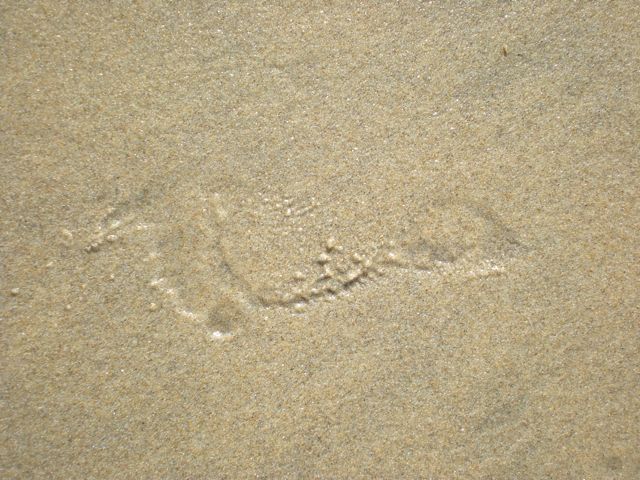 Isabella's footprint