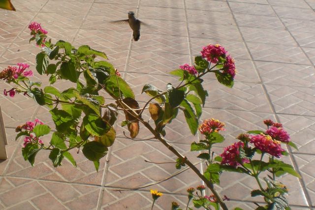 This hummingbird is easier to find than the last one in Rosarita