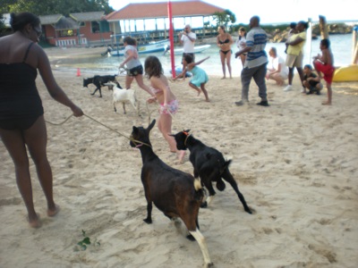 The Goat Race