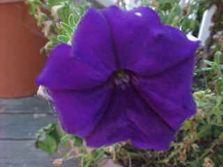 purple flower