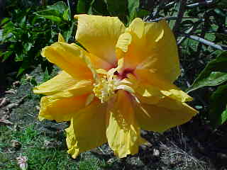 A Yellow flower in the churchyard in Russell, Northland, New Zealand (New Zealand, The Travel Addicts, North Island)