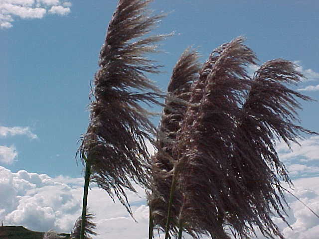 SGK calls it "The Allergy Plant".    It is quite common in NZ (New Zealand, The Travel Addicts, North Island)