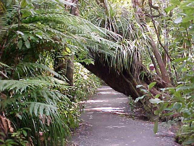 If you look closely you can see the DR's head poking out (New Zealand, The Travel Addicts, North Island)