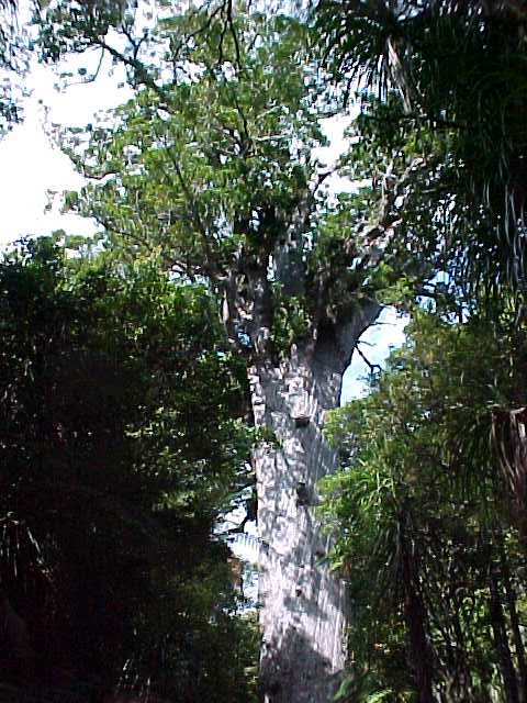 The dimensions of Tane Mahuta are:.  Trunk Height 17.7m.  Trunk Girth 13.8m.  Total Height 51.5m.  Volume 244.5m³.  .  A nearby sign said:.  In Maori cosmology Tane is the son of Ranginui the Sky Father and Papatuanuku the Earth Mother.   Tane tore his parents apart, breaking their primal embrace, to bring light, space and air and allowing life to flourish.  .  Tane is the life-giver - all living creatures are his children.  .  This is the largest living Kauri tree in New Zealand.   It is difficult to accurately estimate the age of Tane Mahuta.   But, it may be that Tane Mahuta sprang from seed around 2000 years ago, during the lifetime of Christ.   (New Zealand, The Travel Addicts, North Island)