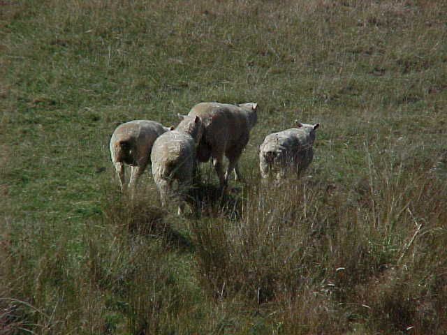  (New Zealand, The Travel Addicts, North Island)