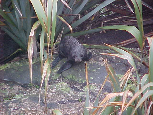  (New Zealand, The Travel Addicts, South Island)