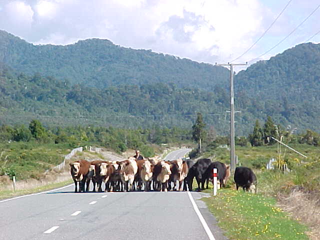 Stock being driven down the roads is a common site on the South Island (The Travel Addicts, South Island, New Zealand)