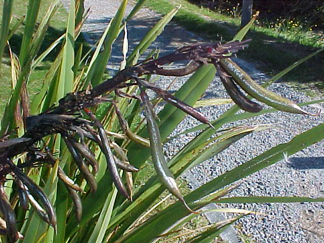 These "peas" grow from a plant that looks a lot like agave- could they be "tequila peas"? (New Zealand, The Travel Addicts, South Island)