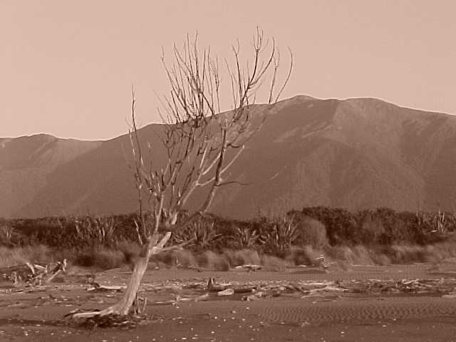 They didn't have a road in here until 1960.    Up until that time they used to swim their sheep and cattle to and from boats (New Zealand, The Travel Addicts, South Island)