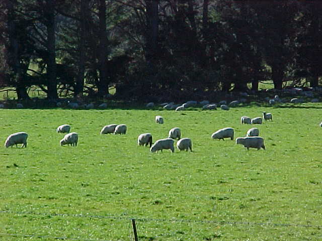 As we've seen more deer than sheep, we decided that these guys deserved a photo (New Zealand, The Travel Addicts, South Island)