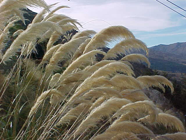 More allergy plants (New Zealand, The Travel Addicts, South Island)