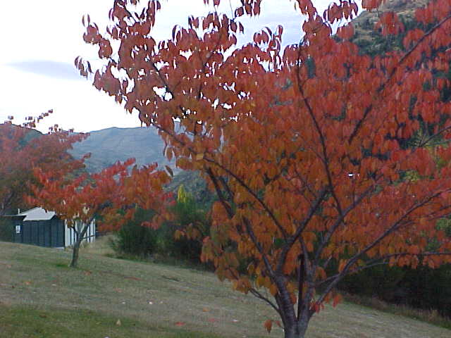  (New Zealand, The Travel Addicts, South Island)