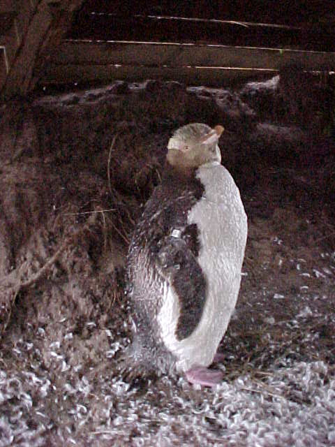 Molting Yellow Eyed Penguin named Ed.   (New Zealand, The Travel Addicts, South Island)