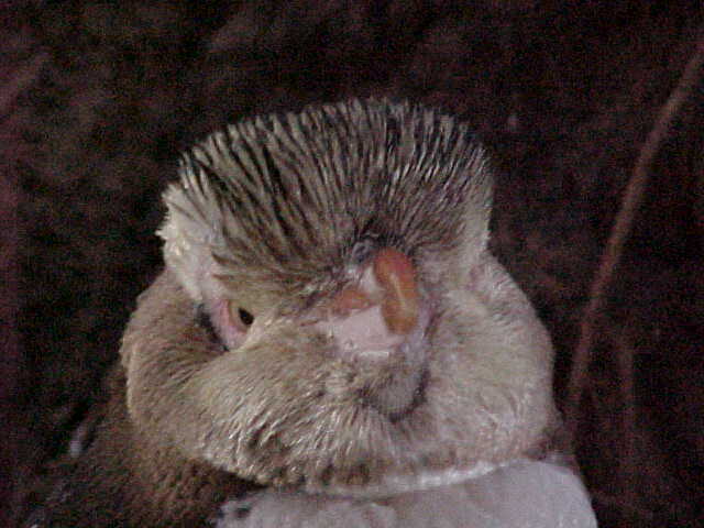 The head of a Yellow Eyed penguin named Ed.  .   (New Zealand, The Travel Addicts, South Island)