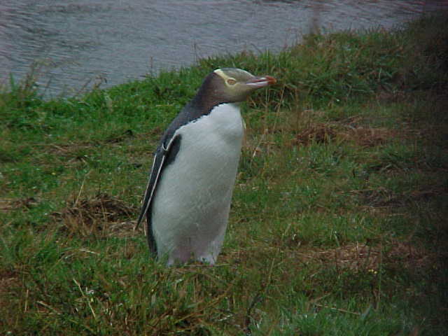  (New Zealand, The Travel Addicts, South Island)