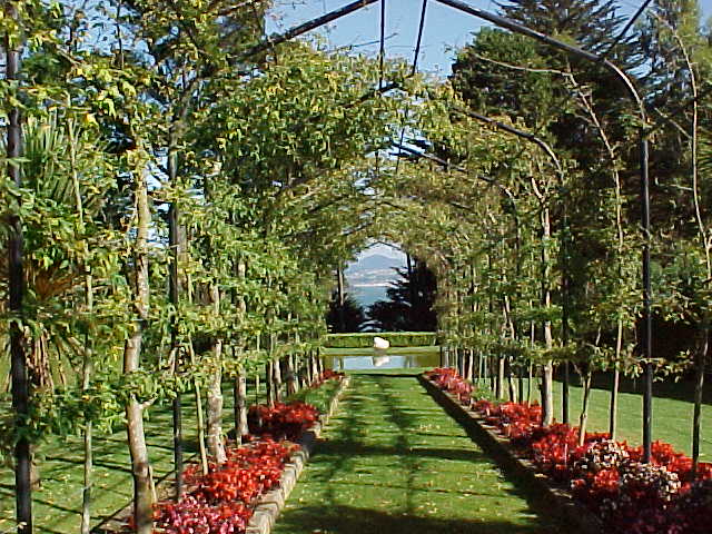 A view down the corridor in the center of a hedge covered path (New Zealand, The Travel Addicts, South Island)