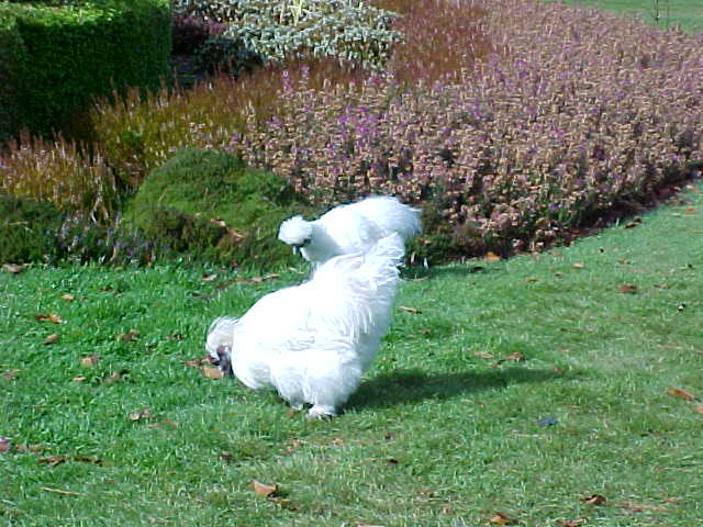 A big white chicken (New Zealand, The Travel Addicts, South Island)