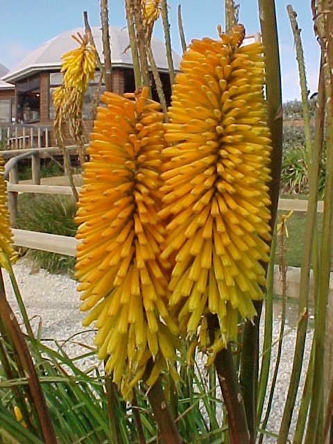 Fuzzy yellow flowers (New Zealand, The Travel Addicts, South Island)