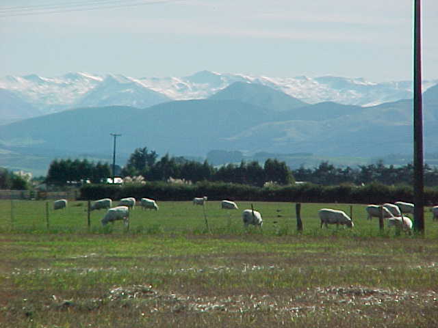 pasture full of sheep with snow covered mountains in the background.   (New Zealand, The Travel Addicts, South Island)