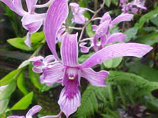 Purple Orchid