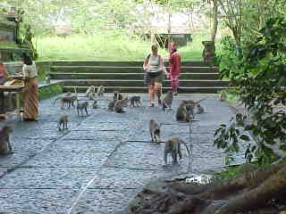 Kim Pichler surrounded by the monkeys in Ubud's Monkey Temple