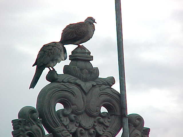 Birds on rooftop of Barata Homestay, Bali