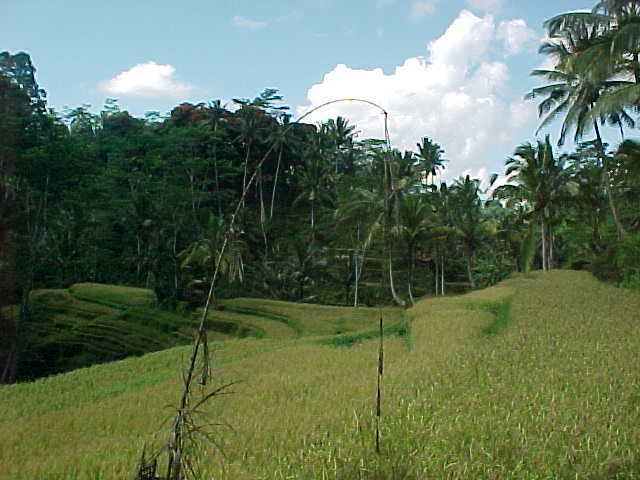  (The Travel Addicts, Indonesia, Bali)