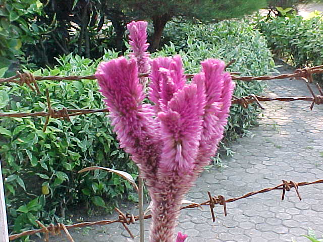 Purpleish pink flowers in front of a barbed wire fence