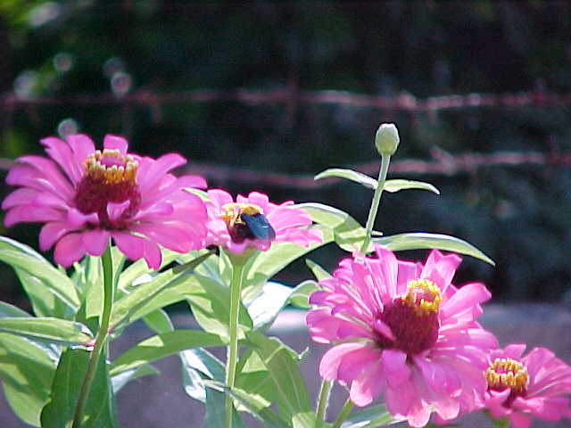 Purplish pink flowers that almost look like daisys