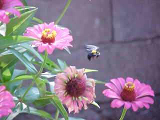 Indonesian bee pollinating the daisy-like flowers