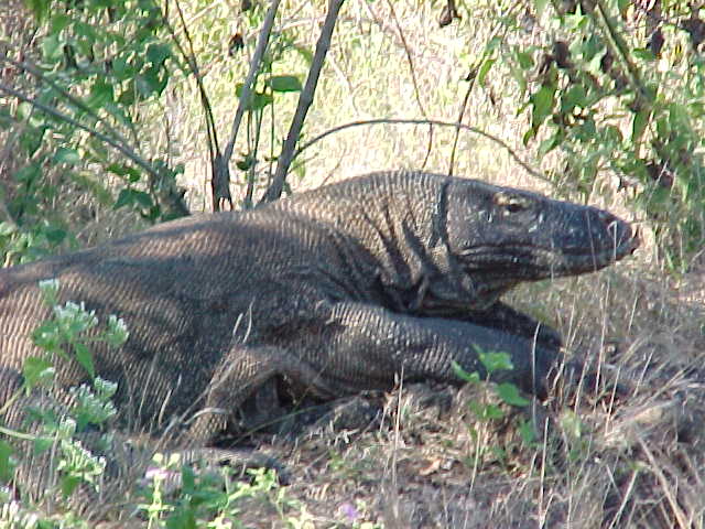 Komodo Dragons.  Location:Komodo National Park, Komodo, Nusa Tenggara Timur, Indonesia (Indonesia, The Travel Addicts, Komodo)