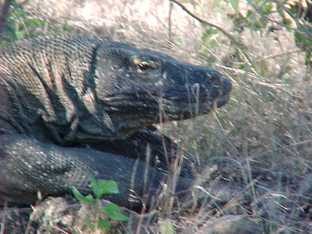 Komodo Dragons.  Location:Komodo National Park, Komodo, Nusa Tenggara Timur, Indonesia (Indonesia, The Travel Addicts, Komodo)