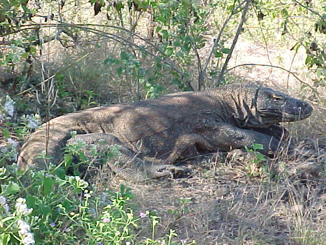 Komodo Dragons.  Location:Komodo National Park, Komodo, Nusa Tenggara Timur, Indonesia (Indonesia, The Travel Addicts, Komodo)