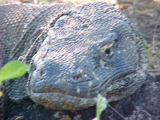 Komodo Dragons.  Location:Komodo National Park, Komodo, Nusa Tenggara Timur, Indonesia (Indonesia, The Travel Addicts, Komodo)