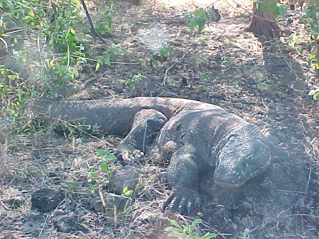 Komodo Dragons.  Location:Komodo National Park, Komodo, Nusa Tenggara Timur, Indonesia (Indonesia, The Travel Addicts, Komodo)