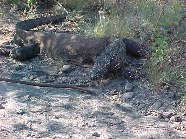 Komodo Dragons.  Location:Komodo National Park, Komodo, Nusa Tenggara Timur, Indonesia (Indonesia, The Travel Addicts, Komodo)