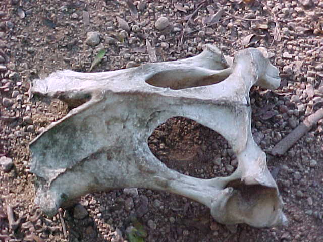 Skull.  Location:Komodo National Park, Komodo, Nusa Tenggara Timur, Indonesia (Indonesia, The Travel Addicts, Komodo)