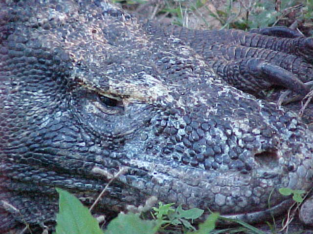 Komodo Dragons.  Location:Komodo National Park, Komodo, Nusa Tenggara Timur, Indonesia (Indonesia, The Travel Addicts, Komodo)