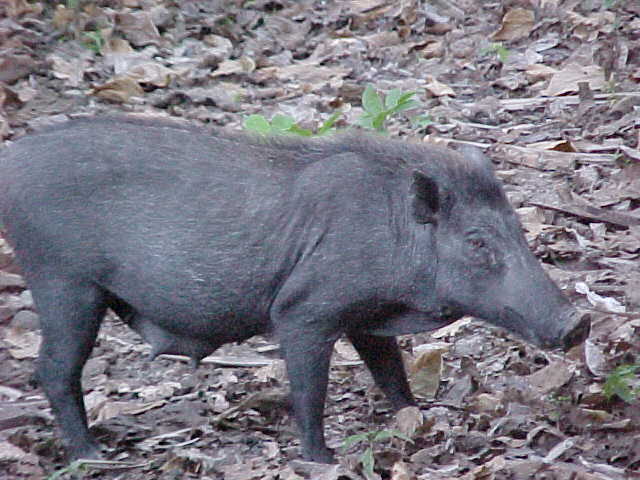 Wart Hog.  Location:Komodo National Park, Komodo, Nusa Tenggara Timur, Indonesia (Indonesia, The Travel Addicts, Komodo)