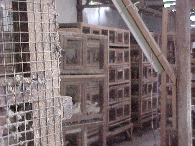 Pigeons in cages behind a restaurant (Indonesia, The Travel Addicts)