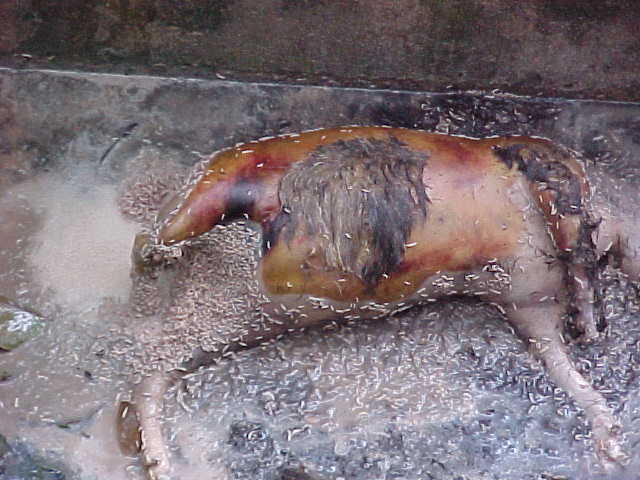 Death and maggotts : Since it's a pig, no Muslim will touch it to clean it up. It will stay here in the gutter until it rots completly away. \  (Malaysia, The Travel Addicts)