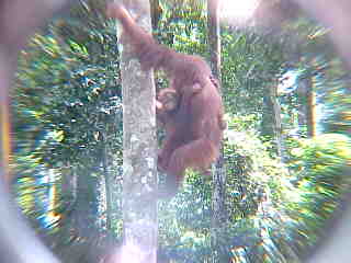 MVC-900E. Sepilok Orangutan Rehabilitation Centre, Sabah, Malaysia (The Travel Addicts, Malaysia)