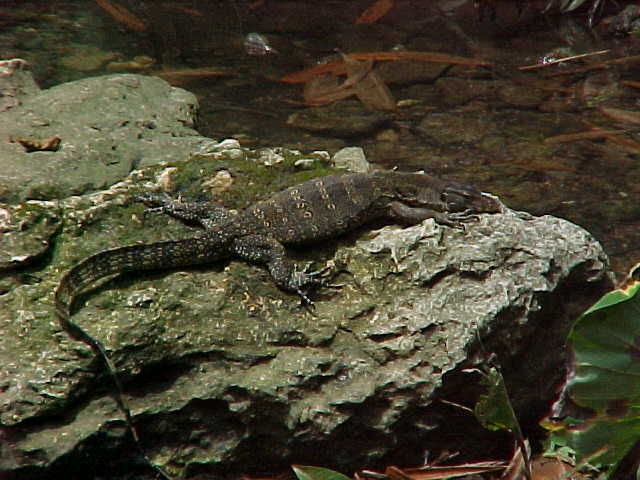 Monitor lizard (Malaysia, The Travel Addicts)