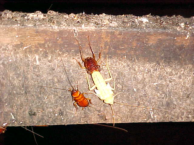 Cockroach shedding his skin (Malaysia, The Travel Addicts)