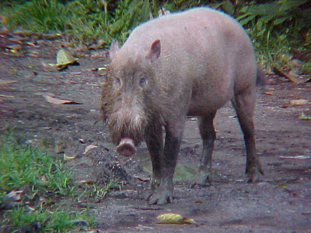 Bearded pig (Malaysia, The Travel Addicts)