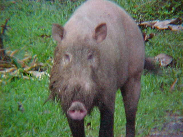 These pig pictures earned a spot in a scientific journal called "Suiform Soundings" - the first time I have ever been published in a scientific journal. \  (Malaysia, The Travel Addicts)