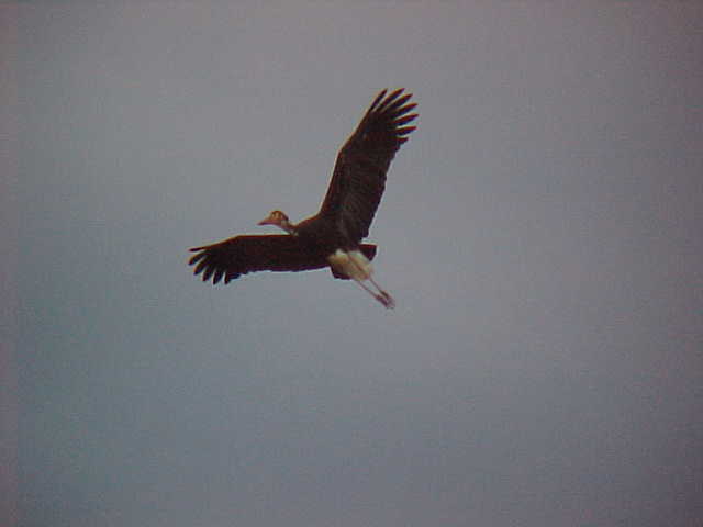 Sturm's stork (Malaysia, The Travel Addicts)