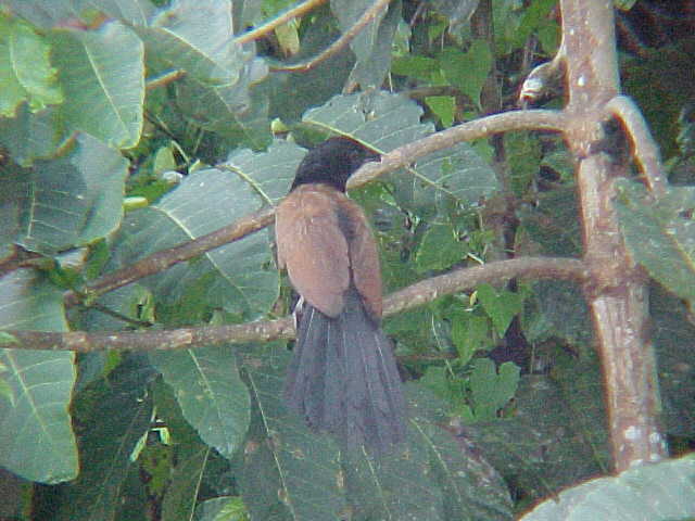 Greater coucal (Malaysia, The Travel Addicts)